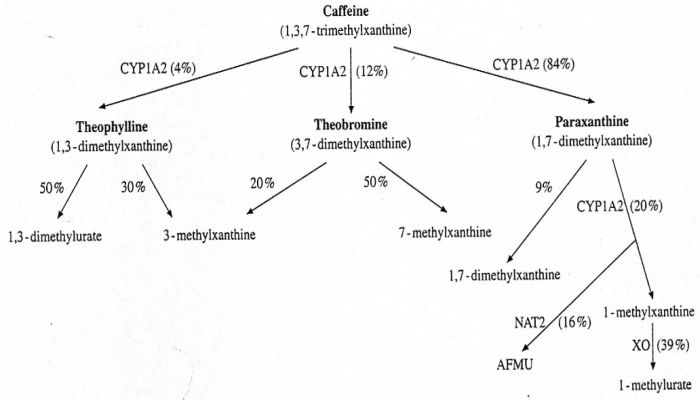 valium half life in body