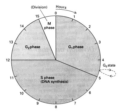 phases of cell cycle. on to the cell cycle.