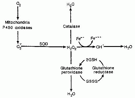 Mechanisms Of Development And Aging