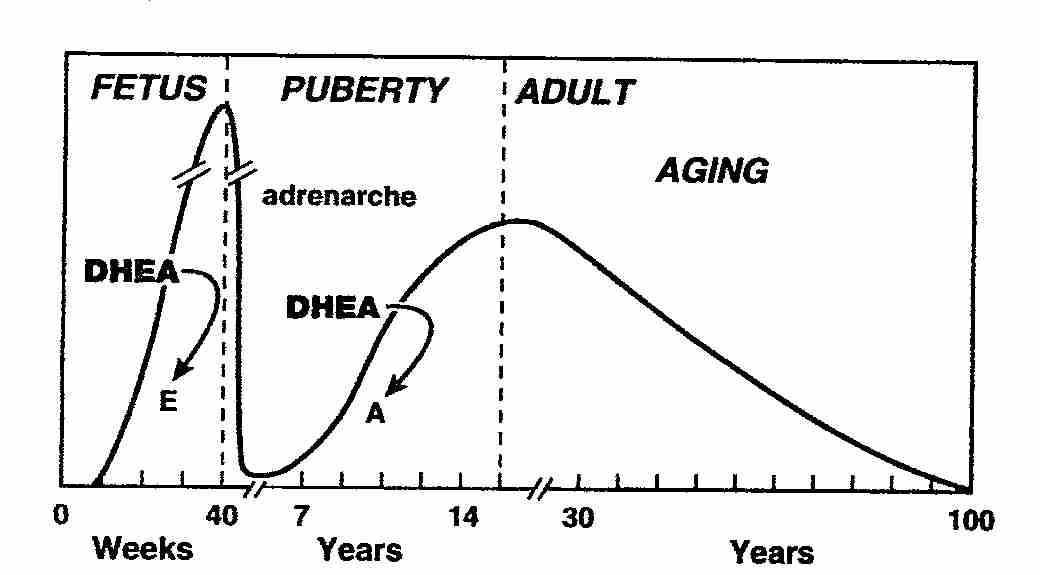 Dhea Level Chart