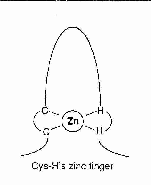 Zinc Finger