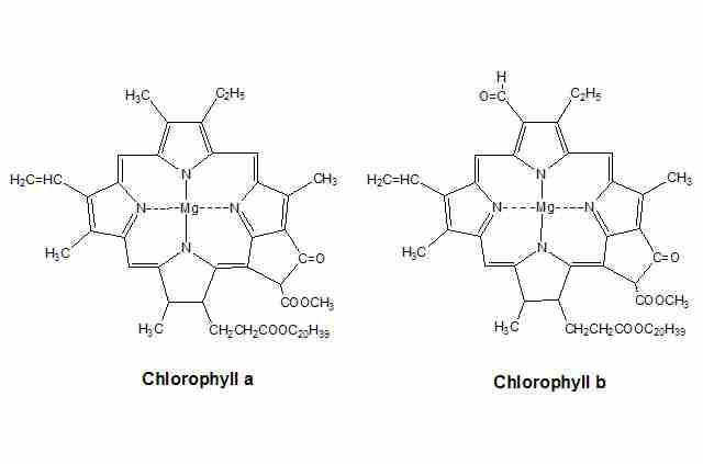 Chlorophyll Absorption Spectrum. Chlorophyll