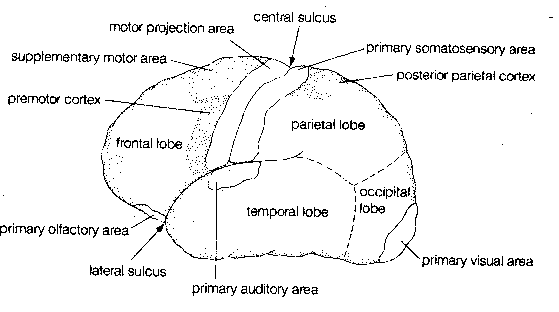 Surface of Cortex