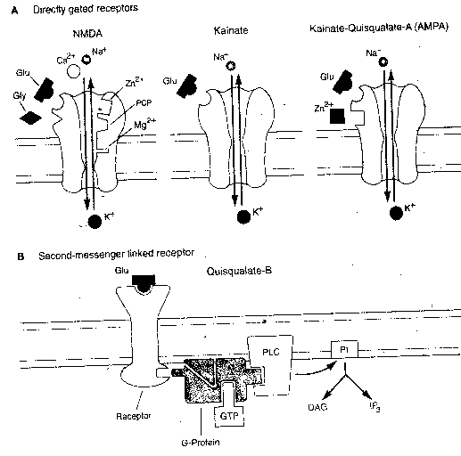 glutamate receptors