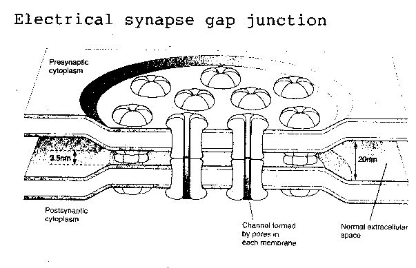 Electrical Synapse Gap