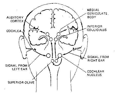 Auditory System 
in the Brain