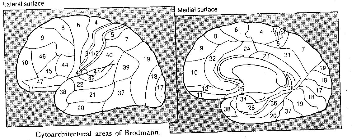 Brodmann Areas, Lateral 
and Medial Views