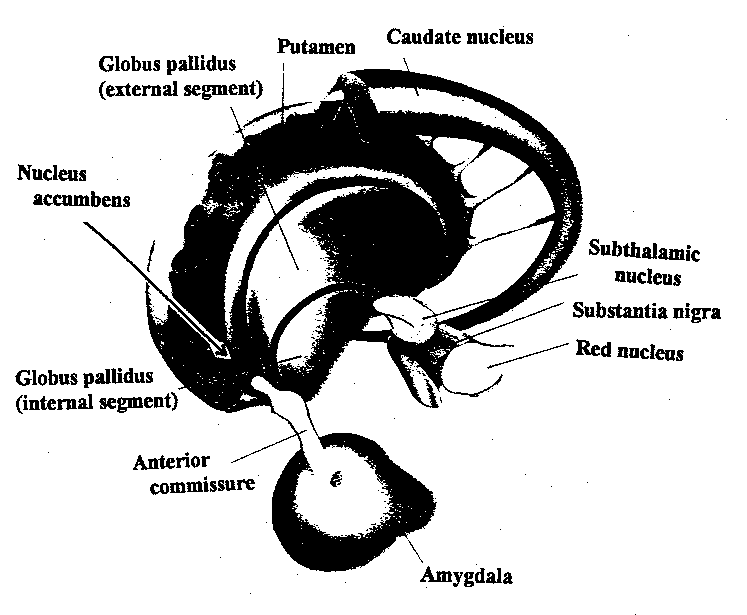 [basal ganglia detailed structure]