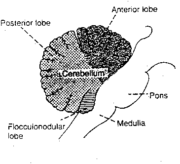 cerebellum parts