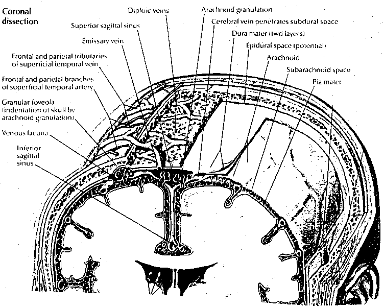 [Skull surface dissection]