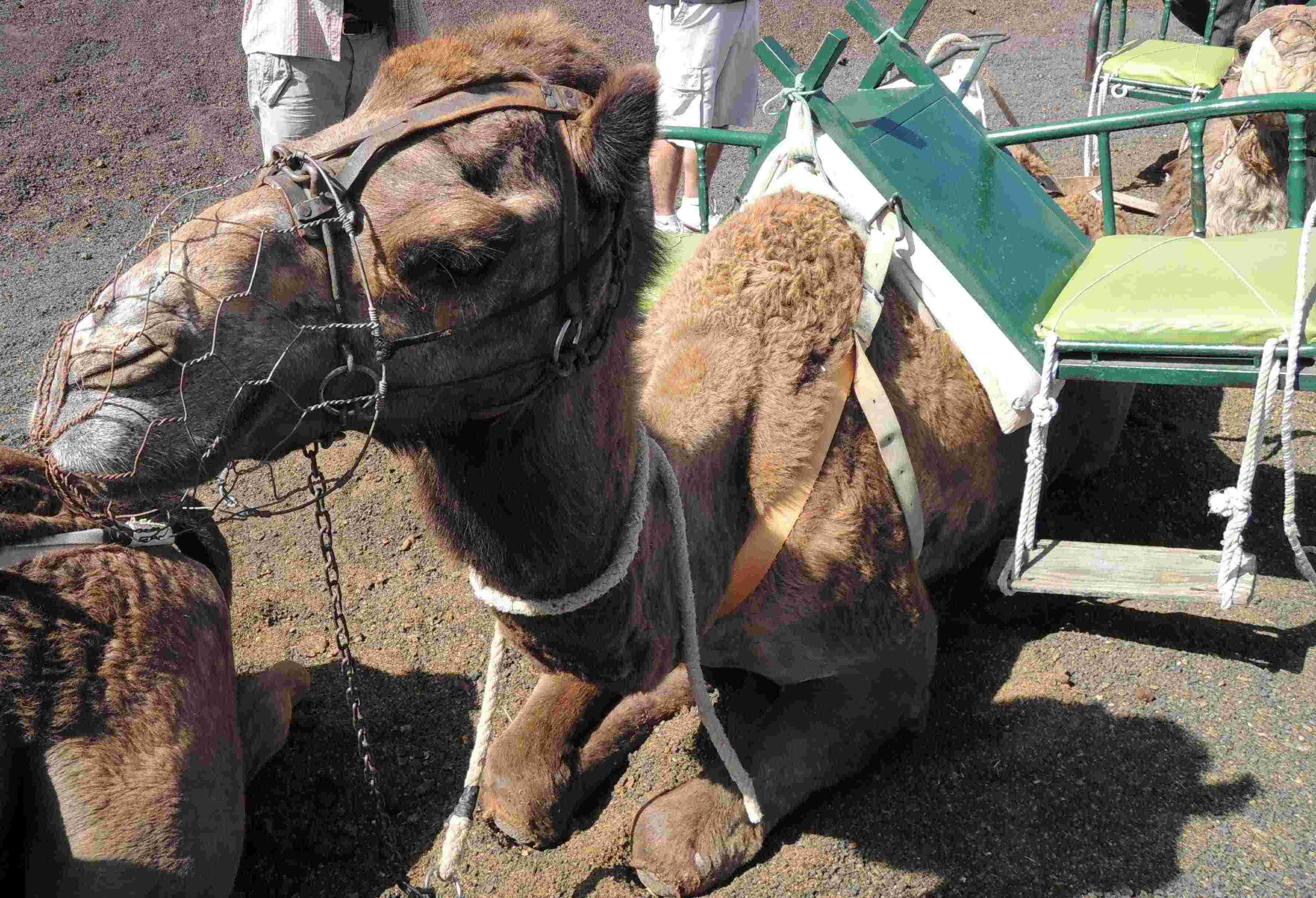 Camels have ample eye-lashes to protect them from sand