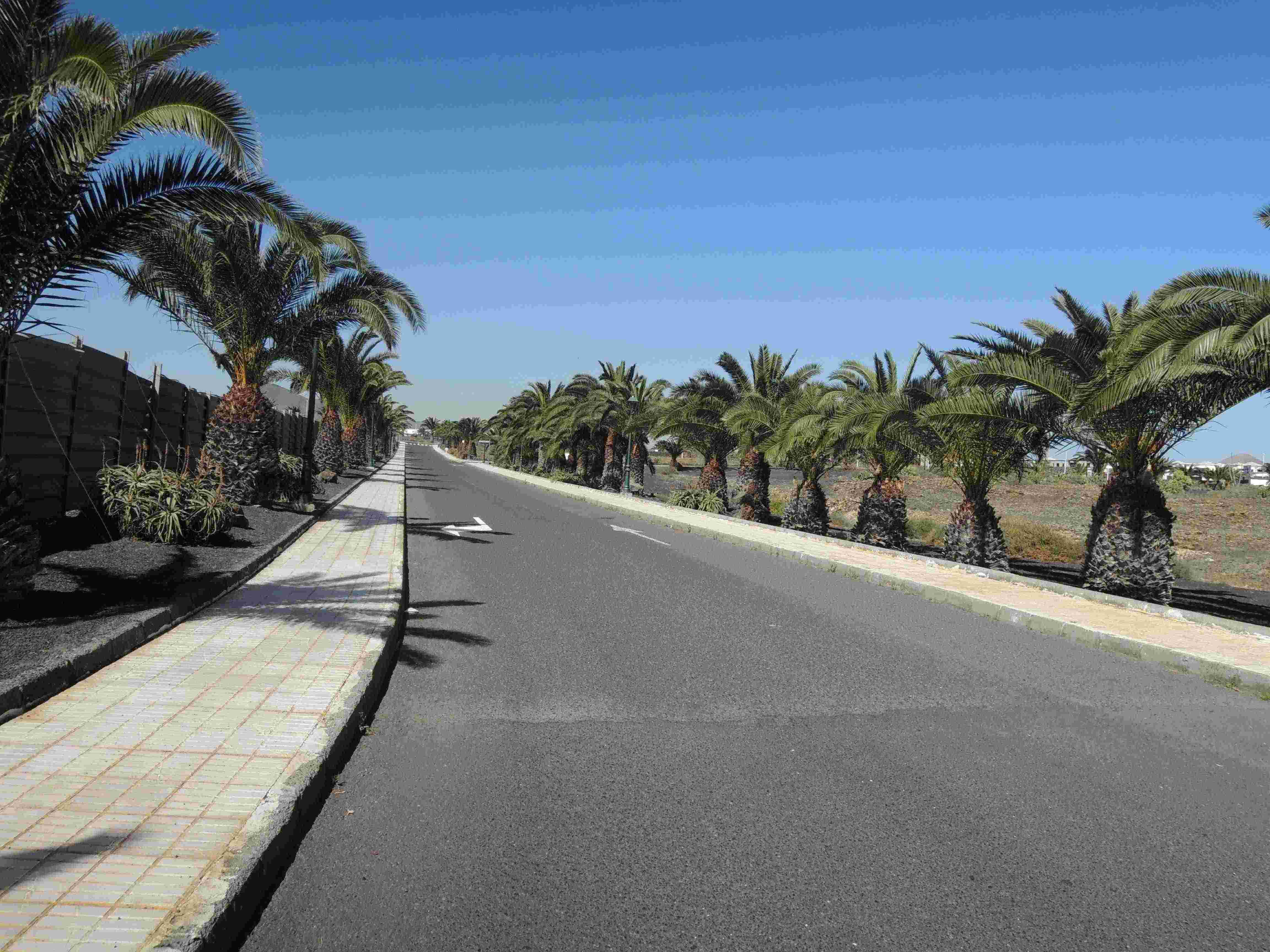 Palm trees line both sides of this road