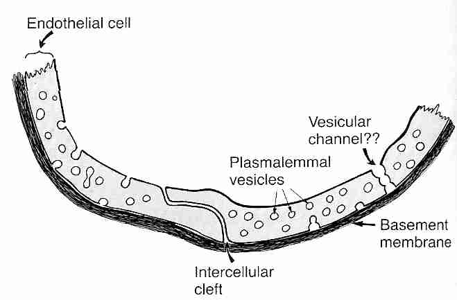 Typical Capillary Wall