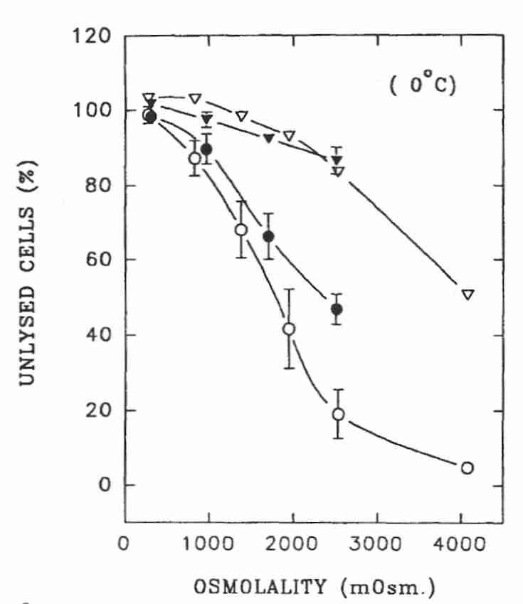 Sperm cells in hyperosmotic solutions at 0ºC