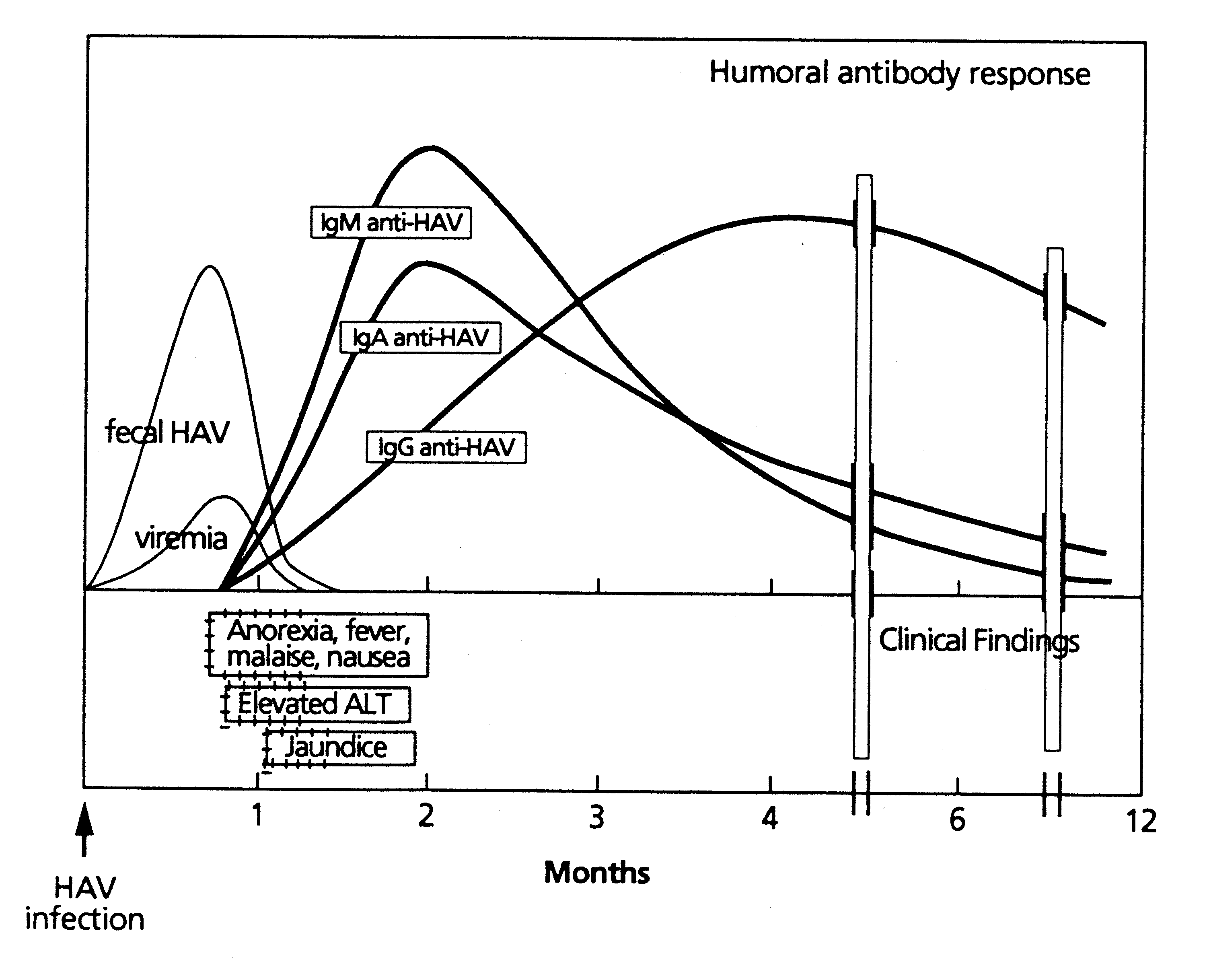 [Virologic Events in HAV Infection]