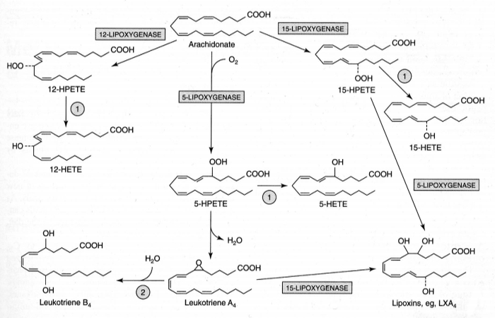 [ Arachidonic Acid conversion 
to Leukotrienes via HPETEs]