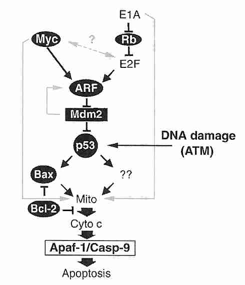 Control of MDM2 inhibition of p53