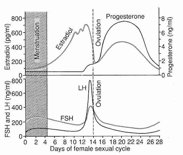 Hormones in the Menstrual Cycle