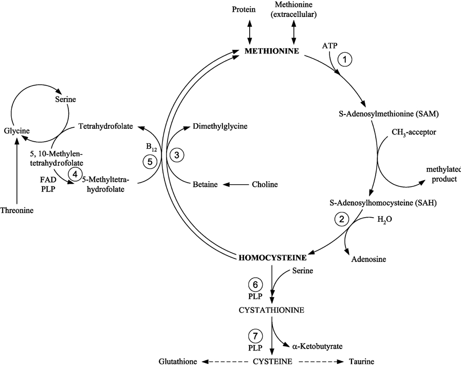 [The Methionine Cycle ]