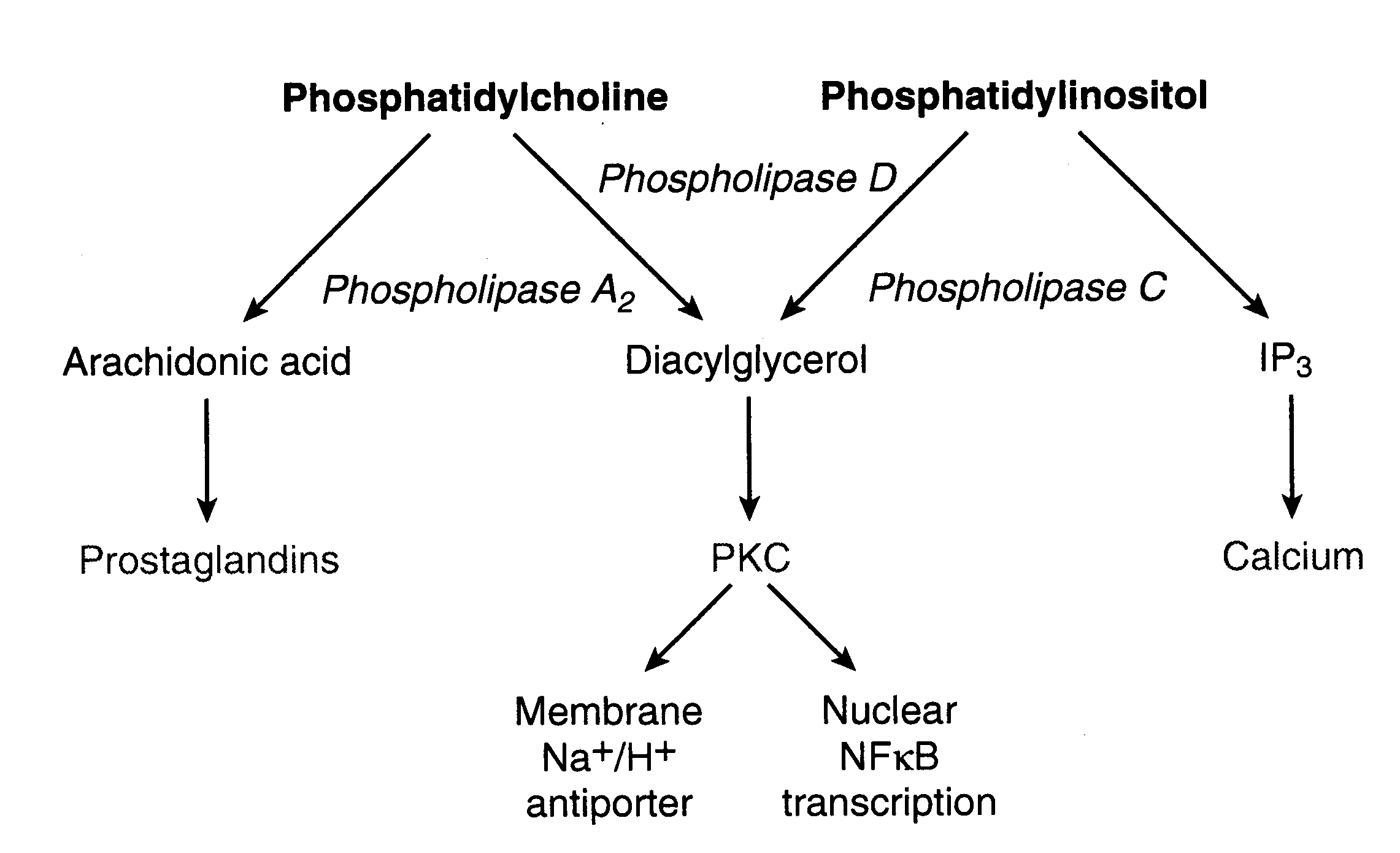 [Membrane Phosopholipid Hydrolysis by Phospholipases]