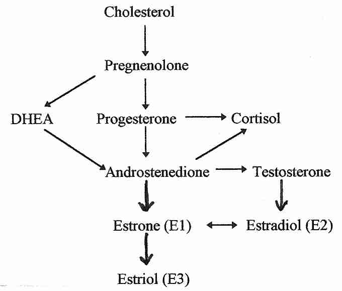 Sex Hormone Synthesis