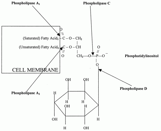 [Phospholipase Enzymes in Cell Membranes ]