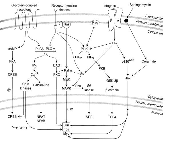 [Cell Receptor Signalling to the Nuclear Transcription Factors ]