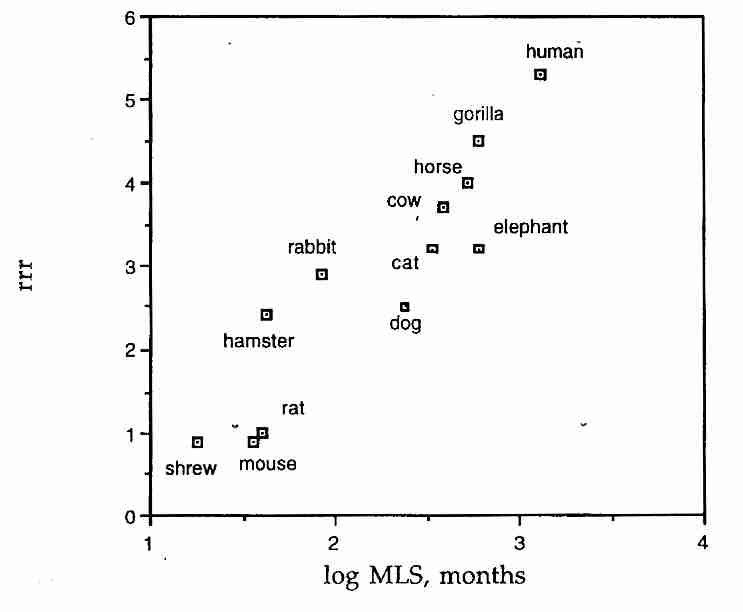 Correlation of rat-relative repair (rrr)
and Maximum Life Span (MLS)