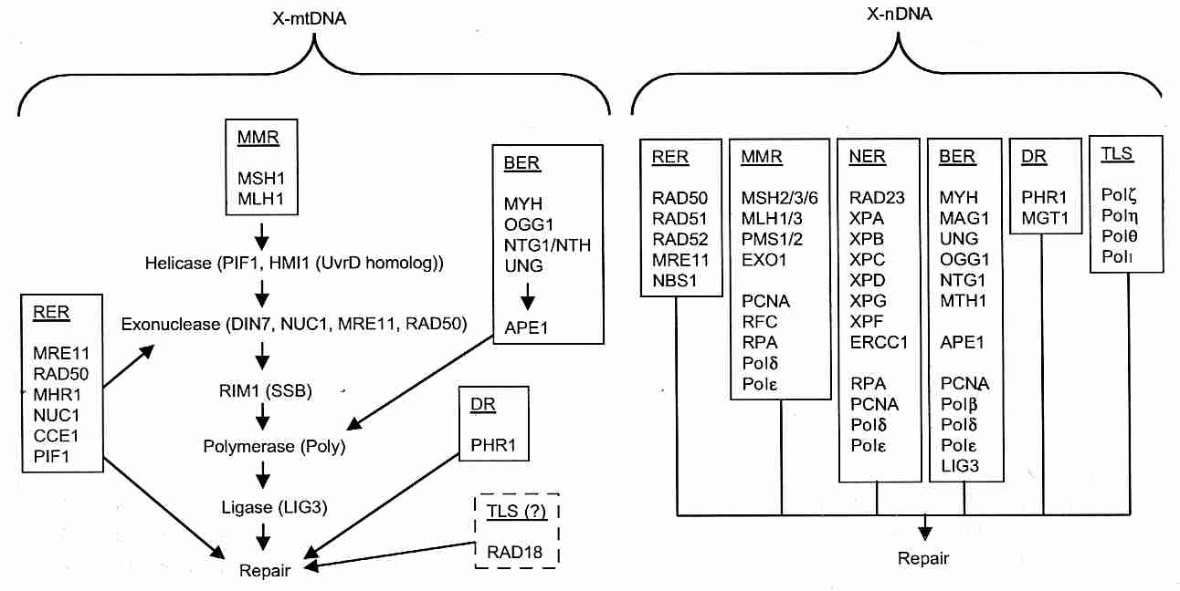 Comparison of mtDNA and nDNA Repair Enzymes/Proteins