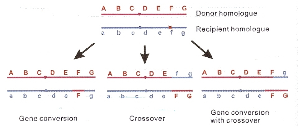 Homologous Recombination (HR) products