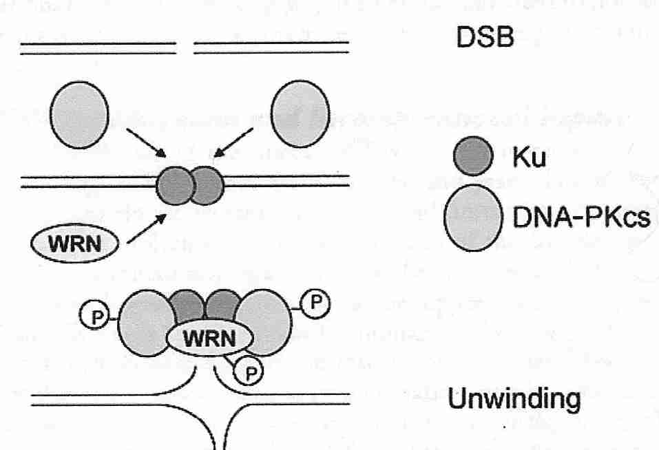 Non Homologous End-Joining for DSB Repair