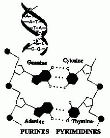 [BASE-PAIRINGS IN DNA STRANDS]