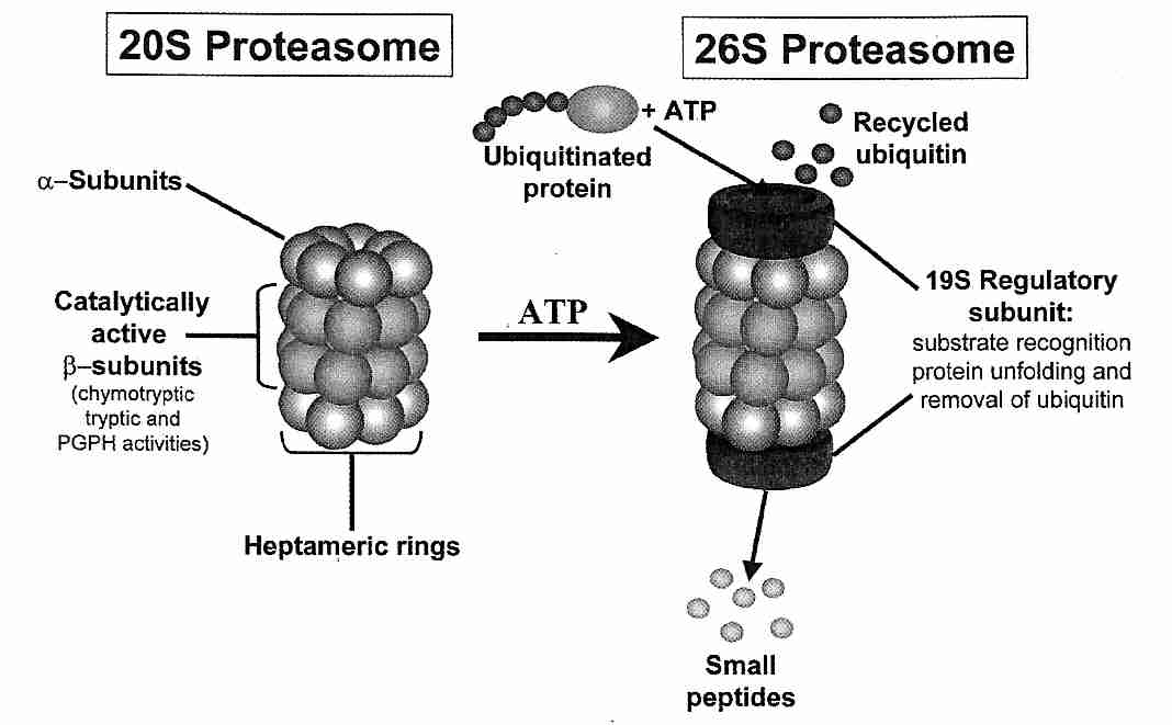 Proteasome structure and activity