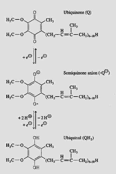 Q —> QH<SUB>2</SUB> via Free-Radical Intermediate