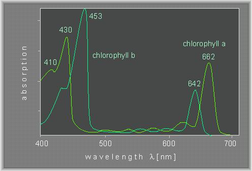 [Chlorophyll Light-Absorption Spectrum]