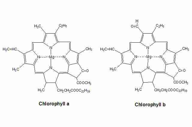 [Chlorophyll]