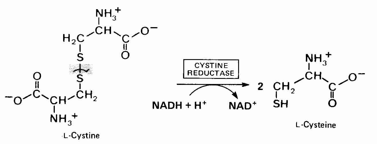 Cystine to Cysteine