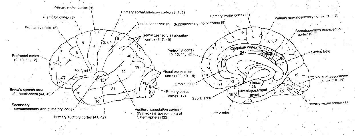 [Brodmann areas]