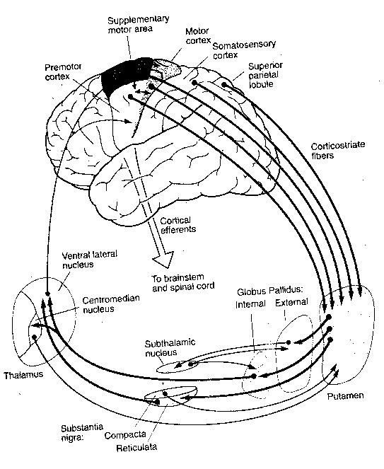 Basal Ganglia Pathways