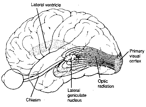 Optic Pathway