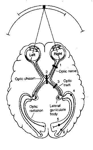 [ Optic Nerves ]