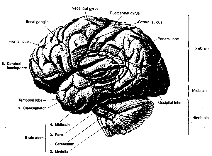 Forebrain, Midbrain and Hindbrain