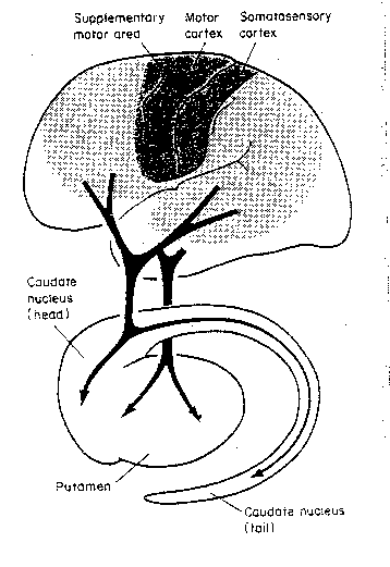 [basal ganglia inputs and outputs]