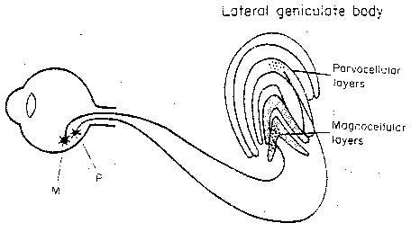 Geniculate Layers Send Fibers to the Eyeball