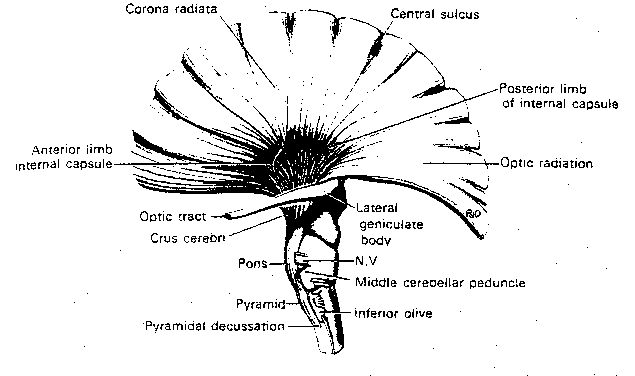 [corona radiata]