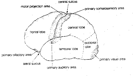 [gross subdivisions of the cerebral cortex]