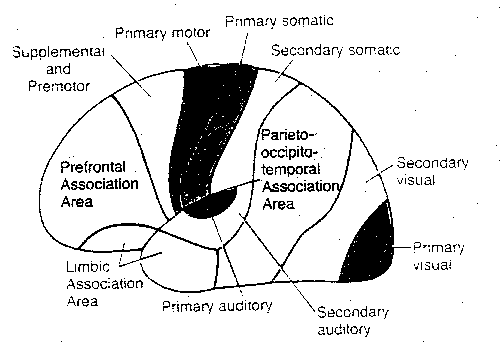 [gross functional subdivisions of the cerebral cortex]