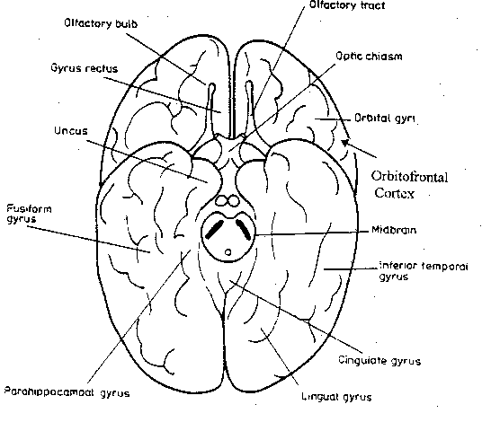 Primary olfactory cortex
Uncus