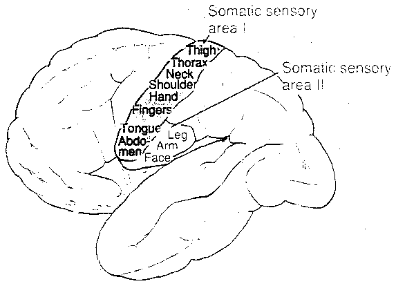 Brodmann Area 1 — 
Somatosensory Cortical Areas