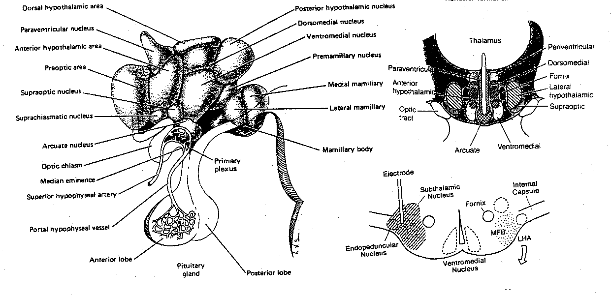 [hypothalamic nuclei in detail]